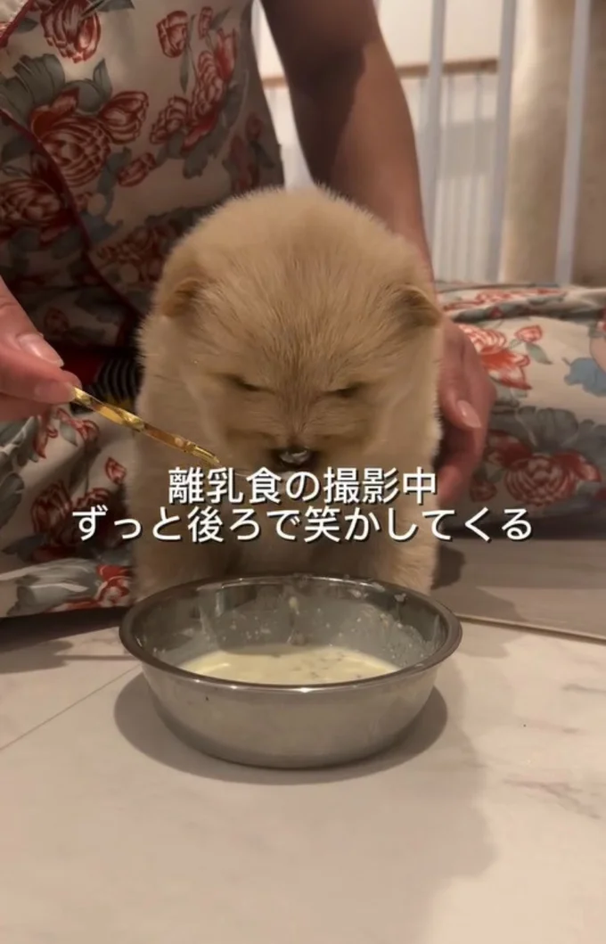 離乳食を食べる子犬▶視線を感じると…（⇒次へ）