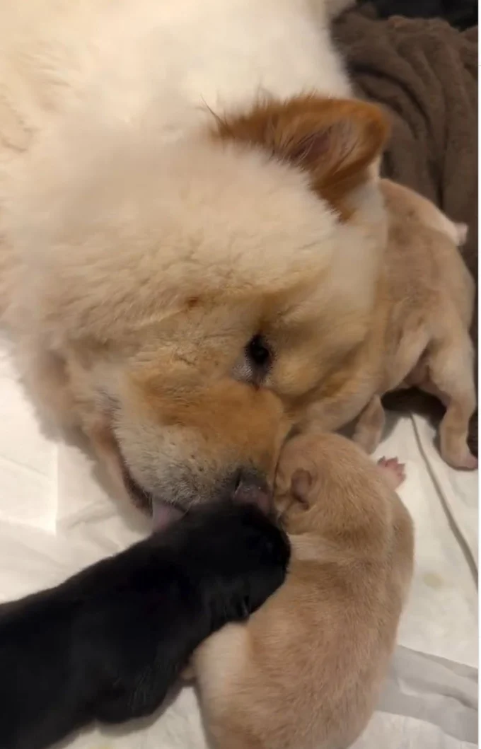 愛おしい存在▶（次画像から毎日のびのびと暮らす愛犬とのエピソードを描いた『犬を揉む -ぺちょら… ときどき 帰宅拒否-』が読めます）