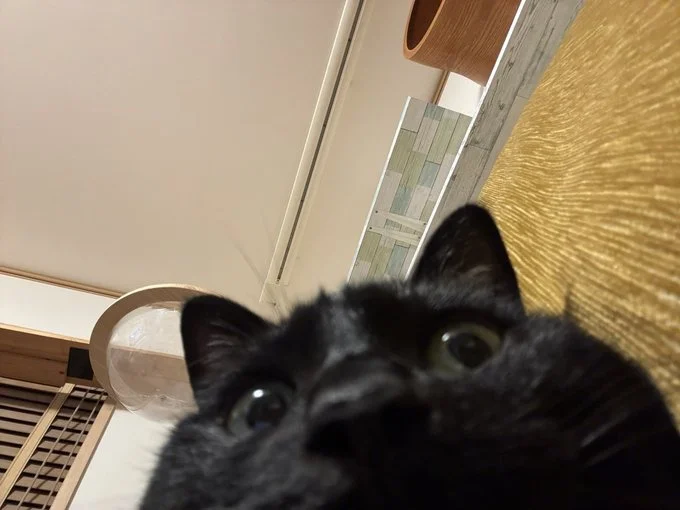 スマホの上に乗って寝ていたたまりちゃんでした▶飼い主のほたりんさんが座っていた場所が分かる写真(⇒次へ)