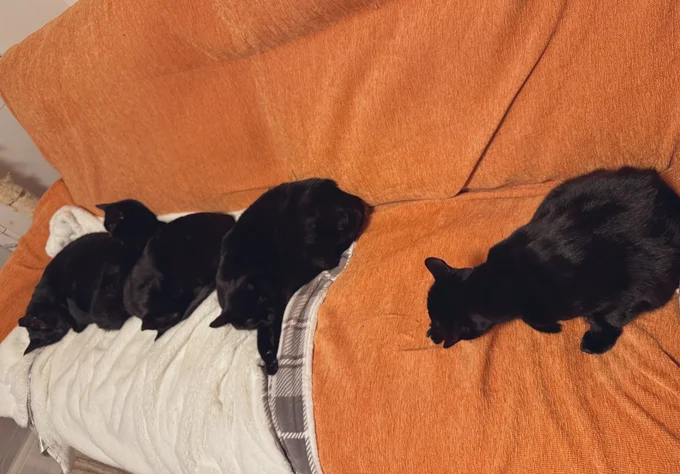 一列に並ぶ猫ちゃんたち▶ちょうど一人分あいています(⇒次へ)