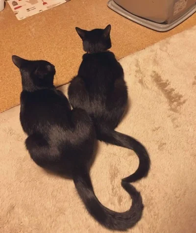 仲良しな2匹です♡▶猫ちゃんの自撮り（たまりちゃんバージョン）（⇒次へ）