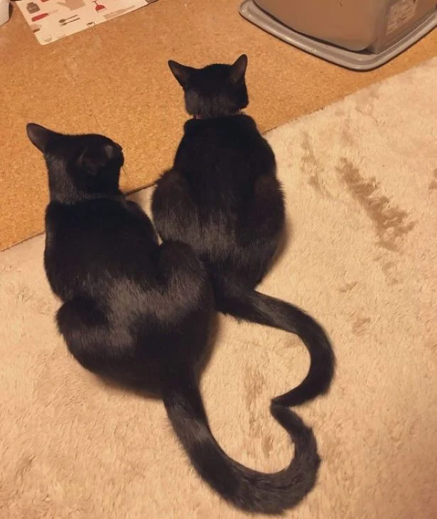 仲良しな2匹です♡▶猫ちゃんの自撮り(たまりちゃんバージョン)(⇒次へ)