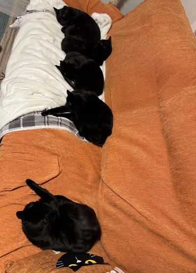 猫ちゃんたちと一緒にくつろぐ時間、幸せですね▶パパがトイレに入ったら閉じ込めちゃう（⇒次へ）
