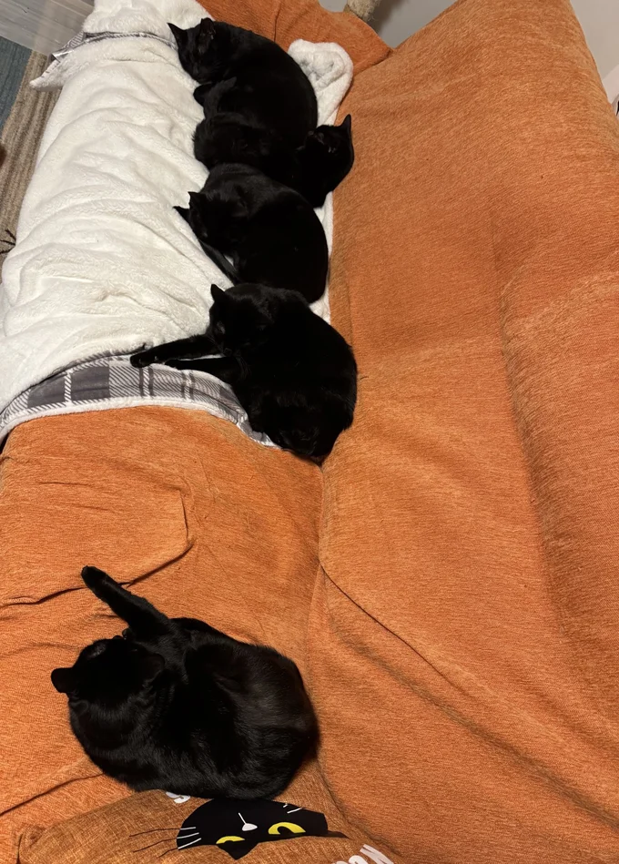 猫ちゃんたちと一緒にくつろぐ時間、幸せですね▶パパがトイレに入ったら閉じ込めちゃう（⇒次へ）
