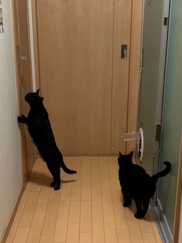 「開けないで！」って言っているみたい▶節分の時は鬼を装着していたわさびくん（⇒次へ）