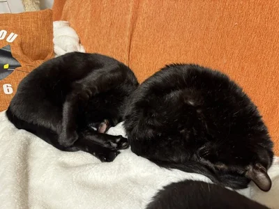 おはぎみたいな2匹▶発熱中のほたりんさんの上に乗るあんずちゃん（⇒次へ）