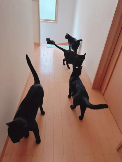 みんなでほたりんさんを起こしにくるのだそう（次画像からSNSでも癒される人多数！黒猫ろんとのほっこり暮らしを描いたマンガ『黒猫ろんと暮らしたら2』が読めます）