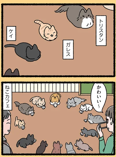ねこカフェ
