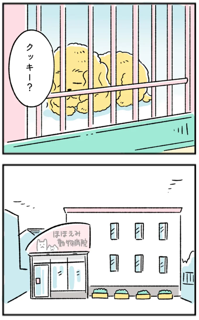 クッキー？