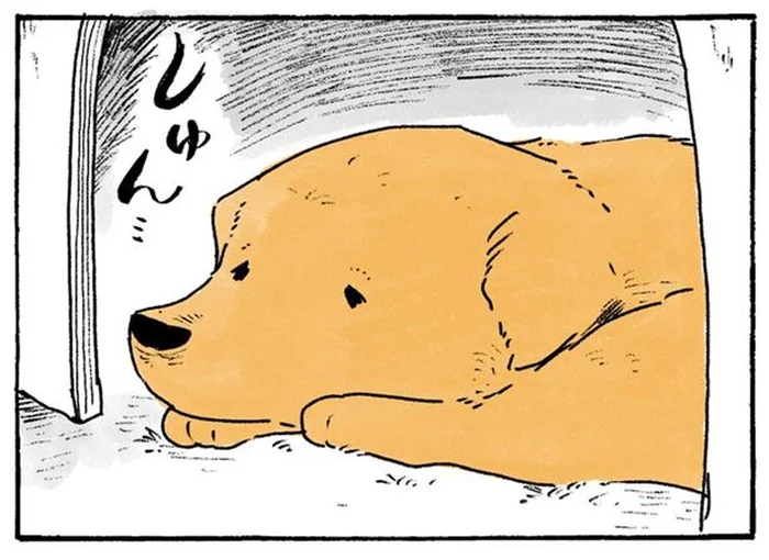 おばあちゃんに注意されてしゅん…。いたずらっ子レトリバーの反省タイム