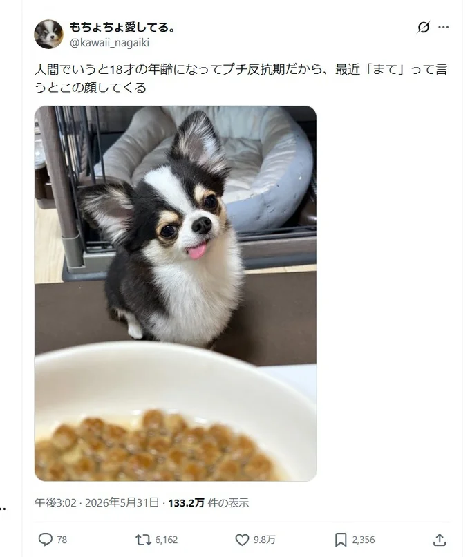 プチ反抗期のチワワ▶人間でいうと、18歳!?のもちょちょくん(⇒次へ)