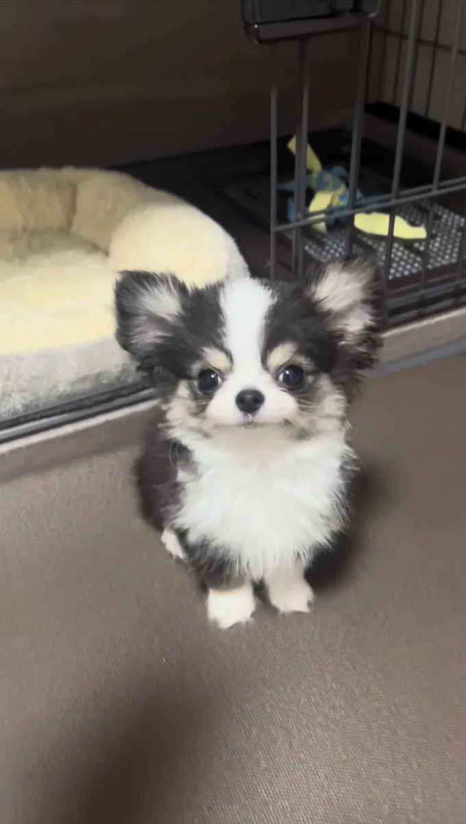 ぬいぐるみみたいな可愛さですね▶バッグにすっぽり入るもちょちょくん（⇒次へ）