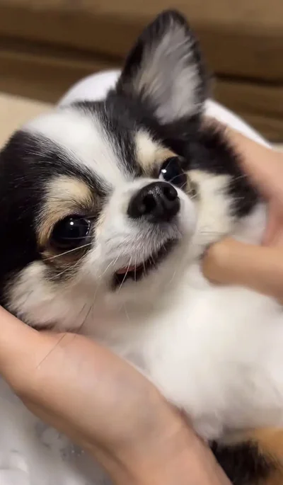 おねむのもちょちょくん▶おやつにお目目キラキラ（⇒次へ）