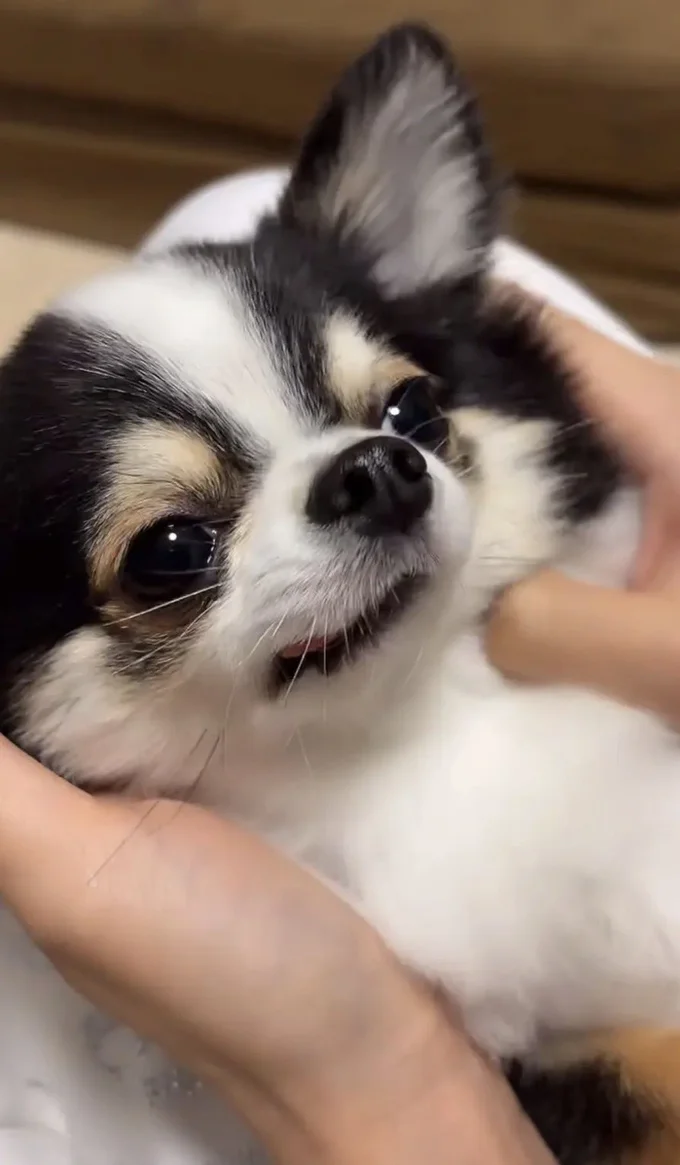 おねむのもちょちょくん▶おやつにお目目キラキラ（⇒次へ）
