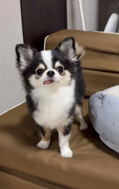 ちょこんとのぞく舌も可愛い♡▶ドッグランにお出かけ（⇒次へ）