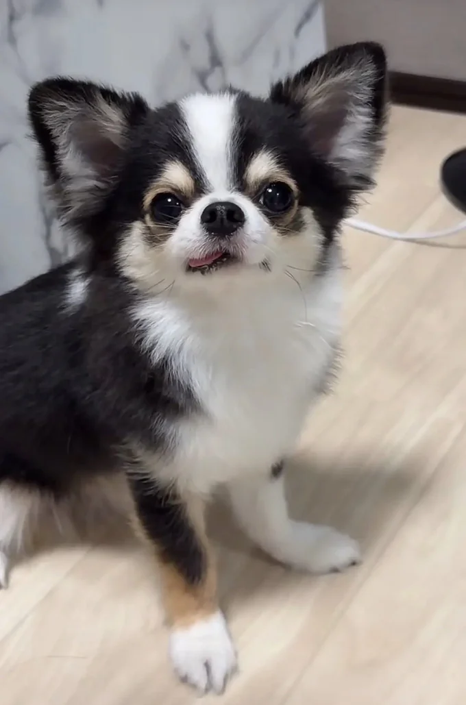 舌ぺろが可愛いチワワのもちょちょくん(⇒次へ)
