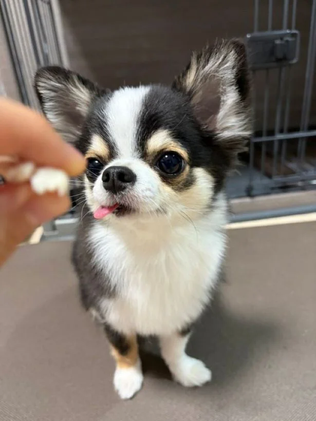 やっぱり舌が出ちゃう♡▶(次画像からはSNSで大バズりの柴犬ぽんちゃんイラスト日記『柴犬ぽんちゃん、今日もわが道を行く2』が読めます)