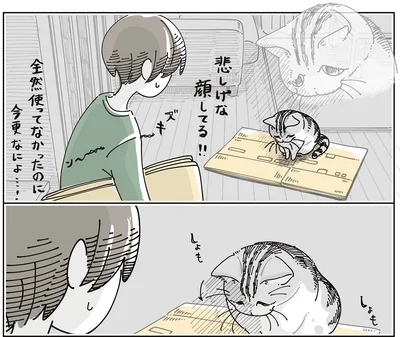 悲しげな顔してる!!