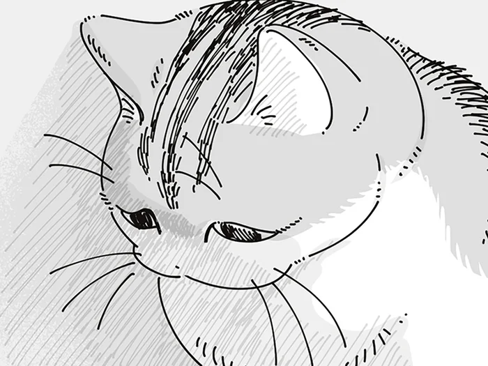悲しげな顔してる!! さっきまで全然使ってなかったダンボールの上で表情豊かなネコ