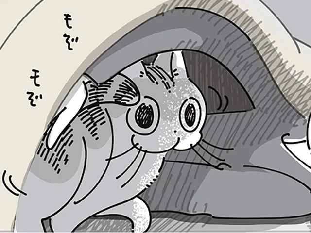 「入るのか？」飼い主が眠る布団をチェック。下見がとにかく長いネコ