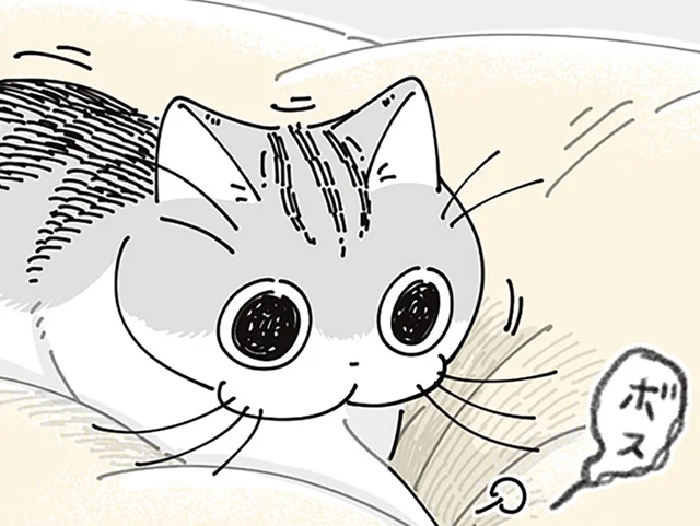 一歩一歩踏みしめて。布団にうもれながら懸命に向かってくるネコが可愛い
