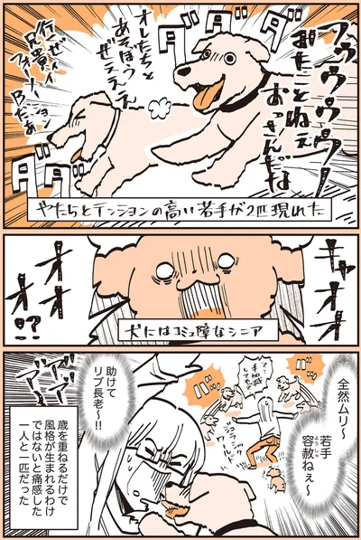 『うちのトイプーがアイドルすぎる。』より