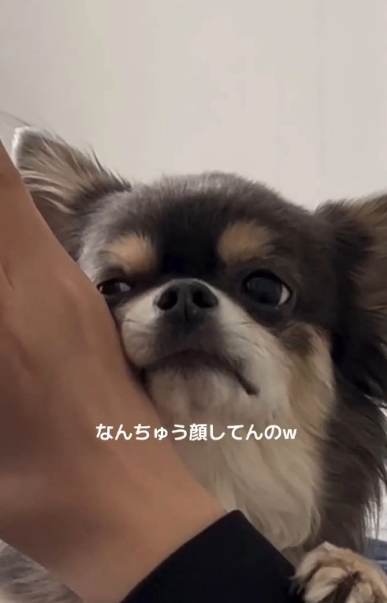 ❤︎.* An ❤︎.*　　チワワ 犬史上最高峰のあざとさ」小悪魔チワワのおねだり姿に12.5万いいね