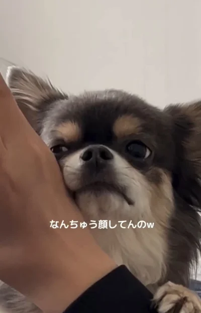 「犬史上最高峰のあざとさ」小悪魔チワワのおねだり姿に12.5万いいね