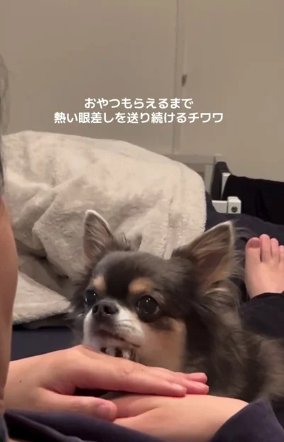 飼い主さんをまっすぐ見つめるチワワ（⇒次へ）