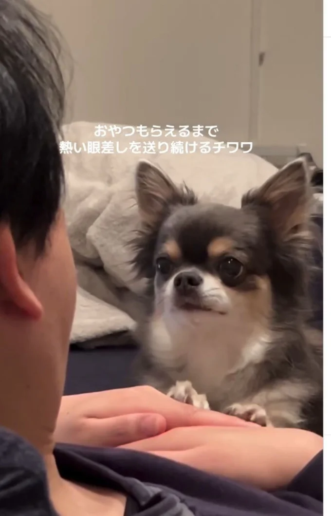 おやつをおねだり▶飼い主さんが手を差し出すと…(⇒次へ)