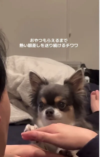 上目遣いのまま、前足をぴょこり▶右足に続いて…（⇒次へ）