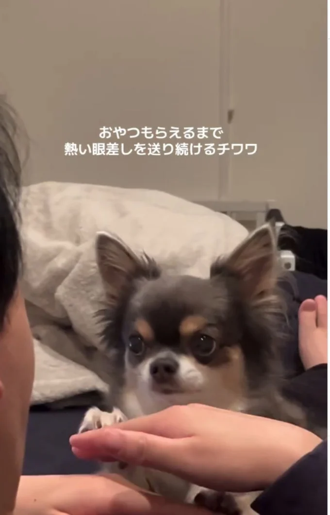 上目遣いのまま、前足をぴょこり▶右足に続いて…(⇒次へ)