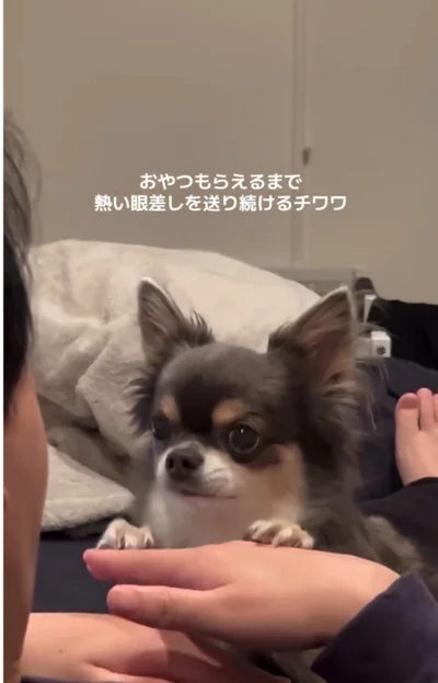 左足もぴょんと乗せる▶おやつをもらえるまで…（⇒次へ）