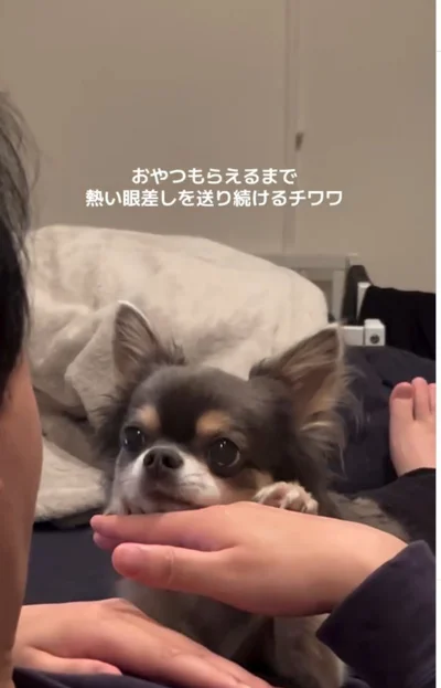 熱い視線を送り続ける▶小悪魔チワワの日常（⇒次へ）