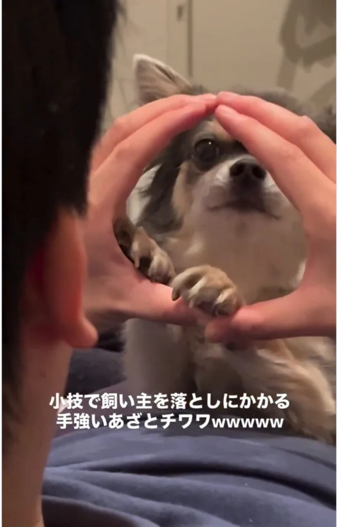 手で作った◯マークから顔を覗かせている▶前足にあご乗せしたあと…(⇒次へ)