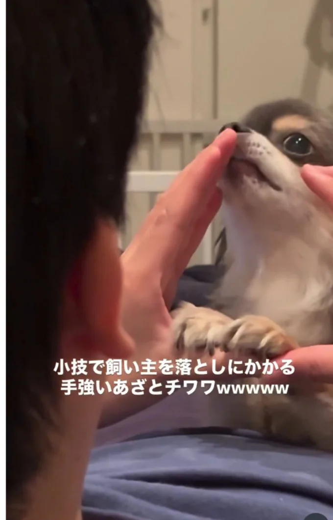 飼い主さんの指先をペロリ▶最後は…(⇒次へ)