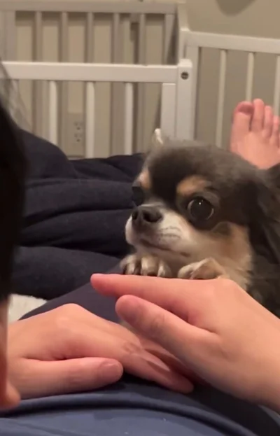 飼い主さんの手にあご乗せ▶静かに圧をかける…（⇒次へ）