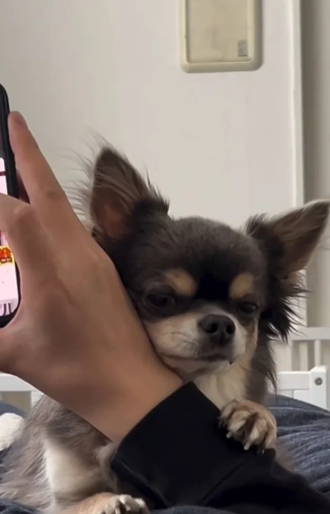 腕に顔をくっつけ、おやつが足りないアピール▶スマホに釘付けの飼い主さんを…(⇒次へ)