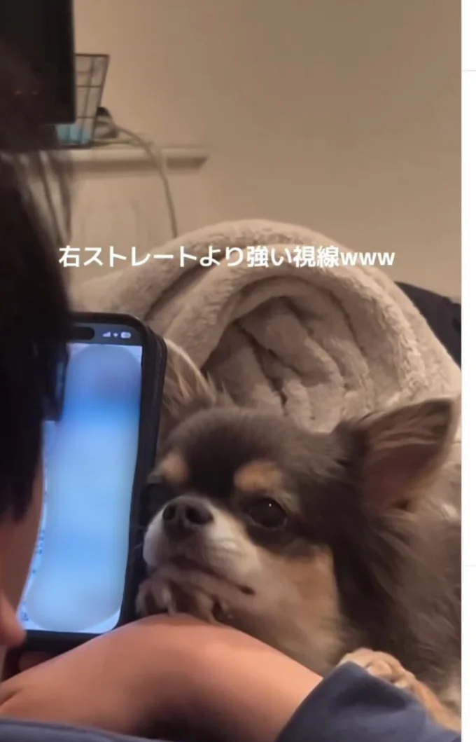またもやスマホに夢中の飼い主さん▶一途なまなざしを送るも…(⇒次へ)