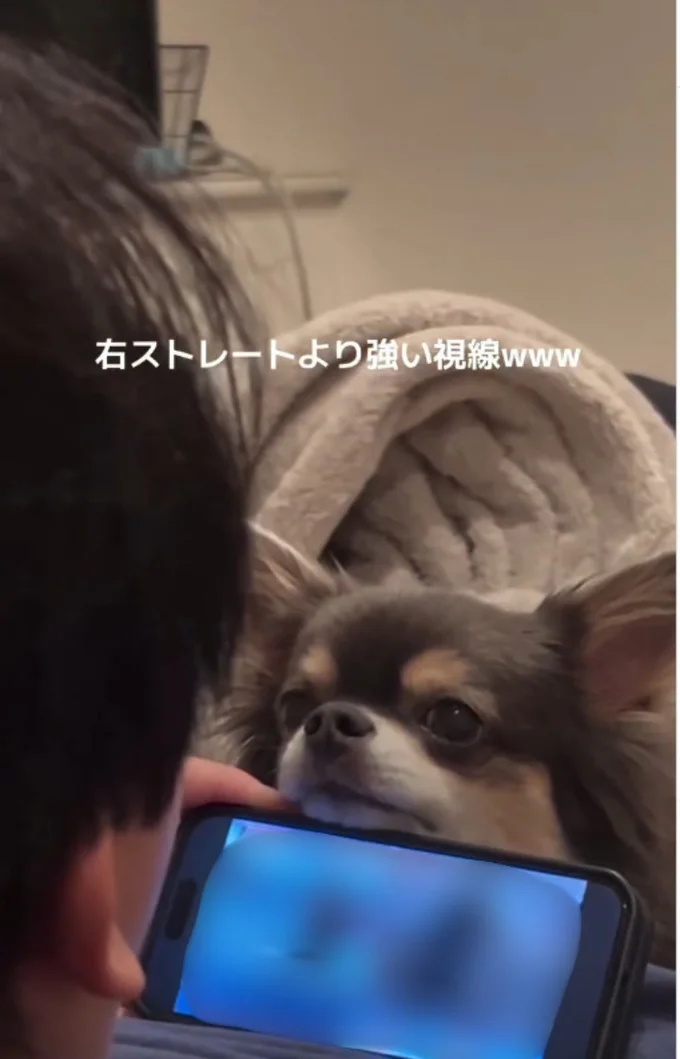 相手にされない…▶飼い主さんvsチワワの行方は…!?(⇒次へ)
