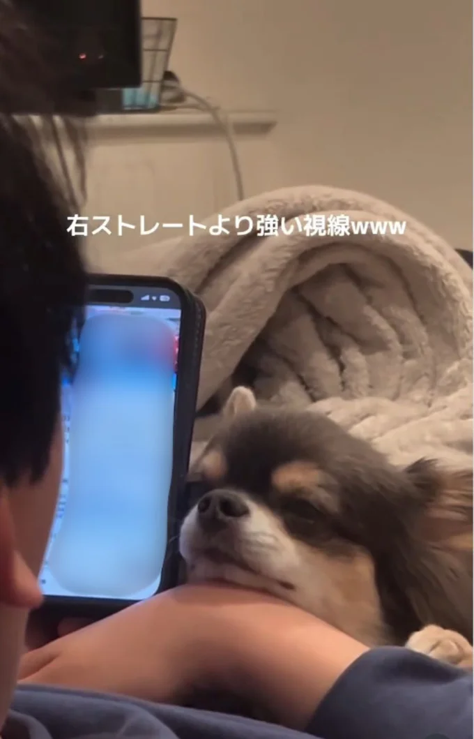 眠くなってしまったチワワ▶(次画像から動物が大の苦手だったけど…。少しずつ距離が縮まっていく可愛すぎるトイプー漫画『うちのトイプーがアイドルすぎる。』が読めます)