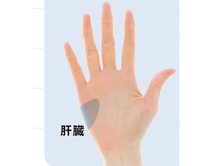 代謝や解毒に関わる肝臓の働きをサポート