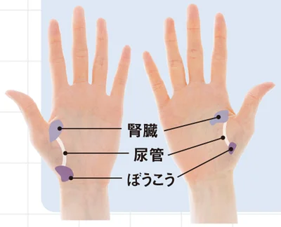 血液やリンパの巡りも整い、冷えにくい体へ