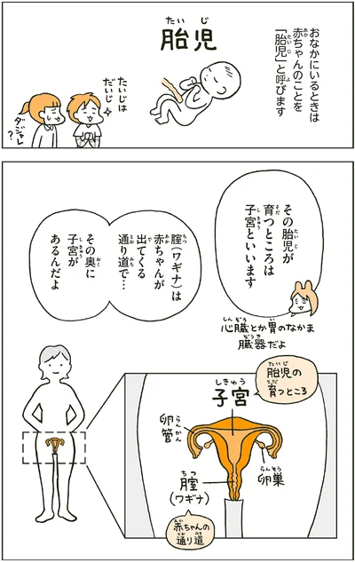 胎児が育つところは子宮といいます