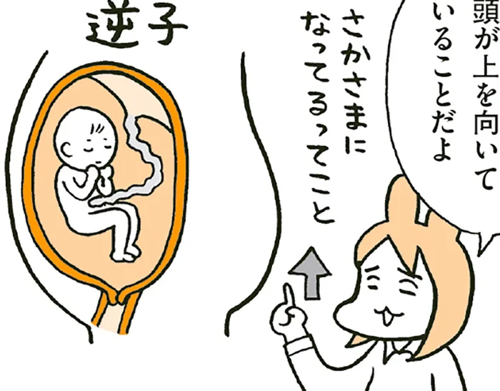 逆子って頭が上？それってなんで？おなかで育つ赤ちゃんのこと／こどもせいきょういくはじめます（5）
