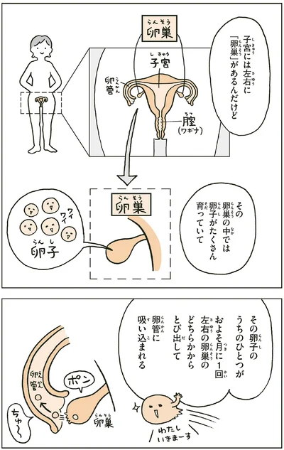 子宮には左右に「卵巣」があるんだけど