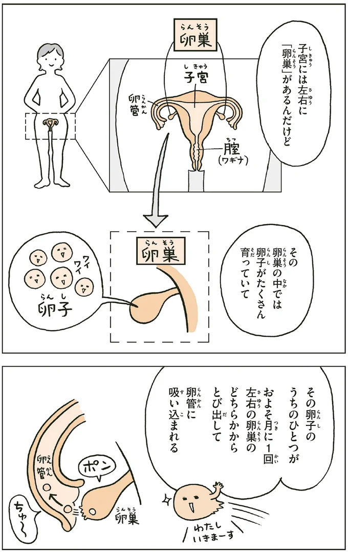 子宮には左右に「卵巣」があるんだけど