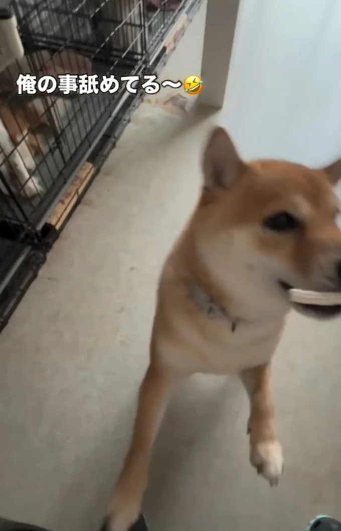 柴犬が見せた、まさかの「お手」(⇒次へ)