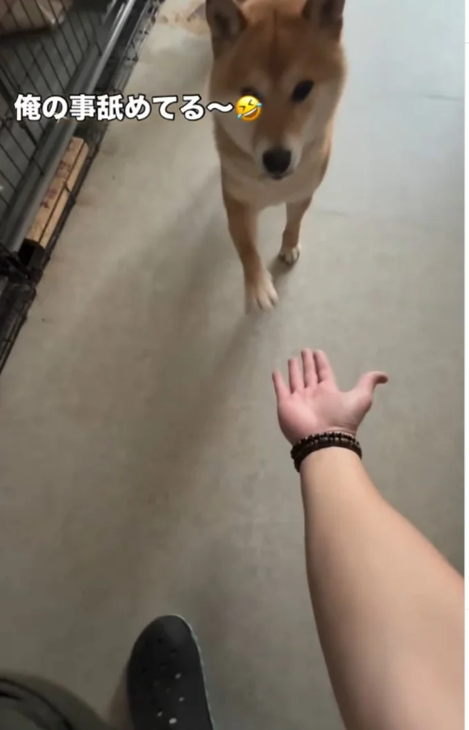「お手」と声をかけ、手を差し出す飼い主さん(⇒次へ)
