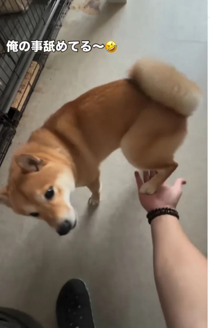 後ろ足を差し出すワンちゃん▶足を乗せただけでなく…(⇒次へ)